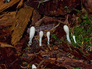  ( - FDS-CA-06629)  @11 [ ] by (2024) Justin Paulin Fungal Diversity Survey