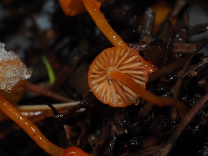  ( - FDS-CA-06630)  @11 [ ] by (2024) Justin Paulin Fungal Diversity Survey