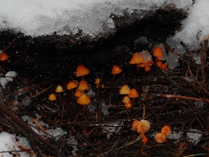  ( - FDS-CA-06630)  @11 [ ] by (2024) Justin Paulin Fungal Diversity Survey