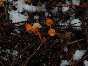  ( - FDS-CA-06630)  @11 [ ] by (2024) Justin Paulin Fungal Diversity Survey