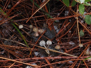  ( - FDS-CA-06631)  @11 [ ] by (2024) Justin Paulin Fungal Diversity Survey