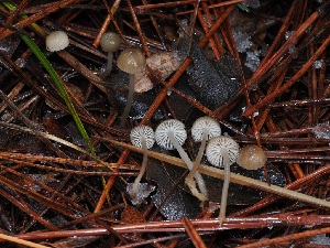  (Mycena sp. CA35 - FDS-CA-06631)  @11 [ ] by (2024) Justin Paulin Fungal Diversity Survey