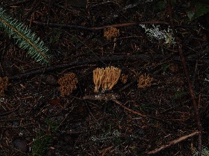  ( - FDS-CA-06634)  @11 [ ] by (2024) Justin Paulin Fungal Diversity Survey