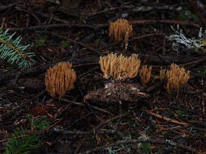  ( - FDS-CA-06634)  @11 [ ] by (2024) Justin Paulin Fungal Diversity Survey