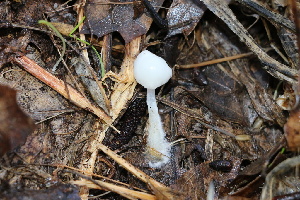  ( - FDS-CA-07579)  @11 [ ] c (2024) Marinna Grijalva Fungal Diversity Survey