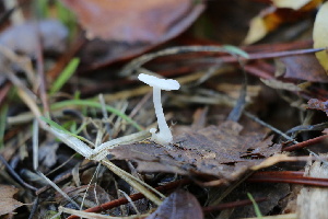  (Hemimycena sp. CA15 - FDS-CA-07579)  @11 [ ] c (2024) Marinna Grijalva Fungal Diversity Survey