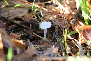  ( - FDS-CA-07579)  @11 [ ] c (2024) Marinna Grijalva Fungal Diversity Survey