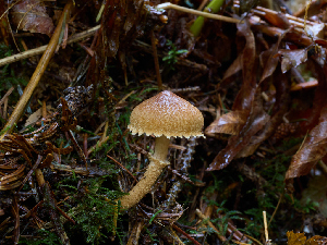  (Cystoderma sp. amianthinum-PNW03 - FDS-CA-06638)  @11 [ ] by (2024) Justin Paulin Fungal Diversity Survey