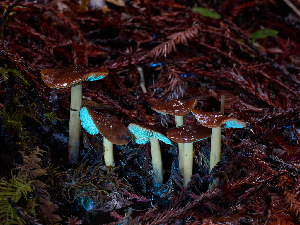  ( - FDS-CA-06641)  @11 [ ] by (2024) Justin Paulin Fungal Diversity Survey
