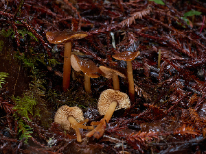  ( - FDS-CA-06641)  @11 [ ] by (2024) Justin Paulin Fungal Diversity Survey