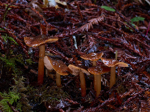  ( - FDS-CA-06641)  @11 [ ] by (2024) Justin Paulin Fungal Diversity Survey