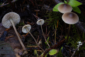  (Mycena sp. aurantiomarginata-CA01 - FDS-CA-08557)  @11 [ ] by-nc (2024) Dean Lyons Fungal Diversity Survey