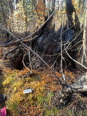  ( - FDS-CA-07878)  @11 [ ] by-nc (2024) Damon Tighe Fungal Diversity Survey