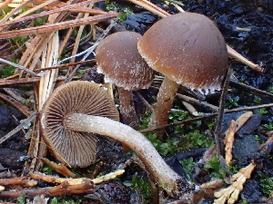  ( - FDS-CA-07878)  @11 [ ] by-nc (2024) Damon Tighe Fungal Diversity Survey