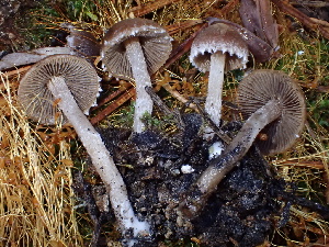  ( - FDS-CA-07878)  @11 [ ] by-nc (2024) Damon Tighe Fungal Diversity Survey