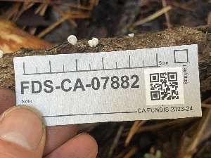  ( - FDS-CA-07882)  @11 [ ] by-nc (2024) Damon Tighe Fungal Diversity Survey