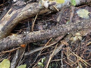  ( - FDS-CA-07882)  @11 [ ] by-nc (2024) Damon Tighe Fungal Diversity Survey