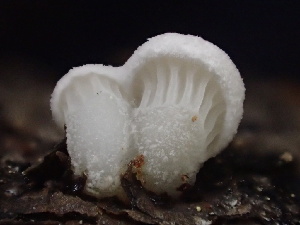  ( - FDS-CA-07882)  @11 [ ] by-nc (2024) Damon Tighe Fungal Diversity Survey