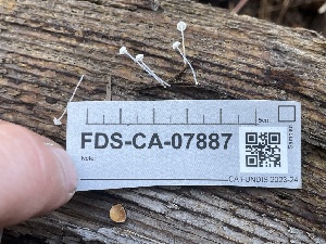  ( - FDS-CA-07887)  @11 [ ] by-nc (2024) Damon Tighe Fungal Diversity Survey