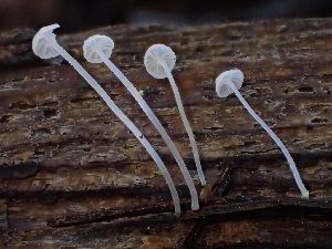  ( - FDS-CA-07887)  @11 [ ] by-nc (2024) Damon Tighe Fungal Diversity Survey