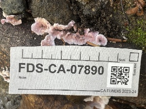  ( - FDS-CA-07890)  @11 [ ] by-nc (2024) Damon Tighe Fungal Diversity Survey