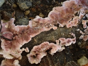  ( - FDS-CA-07890)  @11 [ ] by-nc (2024) Damon Tighe Fungal Diversity Survey