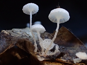  (Resinomycena montana - FDS-CA-07892)  @11 [ ] by-nc (2024) Damon Tighe Fungal Diversity Survey