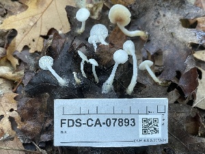  ( - FDS-CA-07893)  @11 [ ] by-nc (2024) Damon Tighe Fungal Diversity Survey