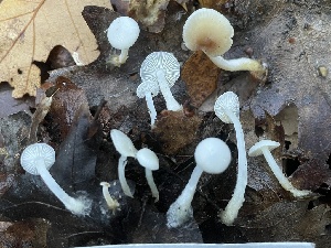  ( - FDS-CA-07893)  @11 [ ] by-nc (2024) Damon Tighe Fungal Diversity Survey