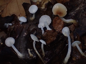  (Hemimycena sp. CA16 - FDS-CA-07893)  @11 [ ] by-nc (2024) Damon Tighe Fungal Diversity Survey