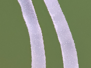  ( - FDS-CA-06646)  @11 [ ] by (2024) Justin Paulin Fungal Diversity Survey