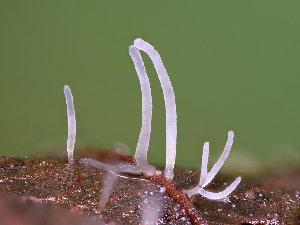  (Macrotyphula sp. PNW03 - FDS-CA-06646)  @11 [ ] by (2024) Justin Paulin Fungal Diversity Survey