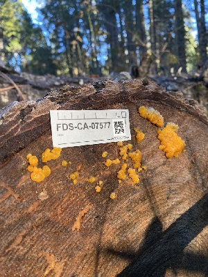  (Dacrymyces sp. CA11 - FDS-CA-07577)  @11 [ ] c (2024) Marinna Grijalva Fungal Diversity Survey