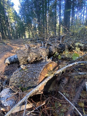  ( - FDS-CA-07577)  @11 [ ] c (2024) Marinna Grijalva Fungal Diversity Survey