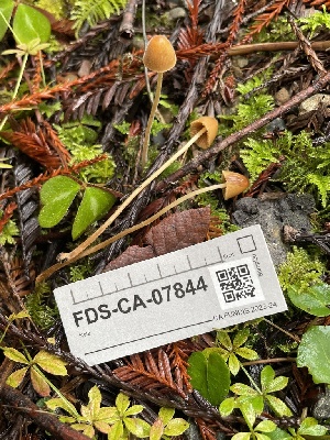  ( - FDS-CA-07844)  @11 [ ] by-nc (2024) Damon Tighe Fungal Diversity Survey