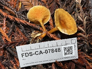  (Hygrophoropsis sp. PNW03 - FDS-CA-07848)  @11 [ ] by-nc (2024) Damon Tighe Fungal Diversity Survey