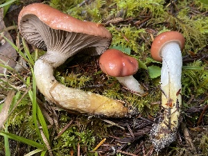  ( - FDS-CA-07857)  @11 [ ] by-nc (2024) Damon Tighe Fungal Diversity Survey