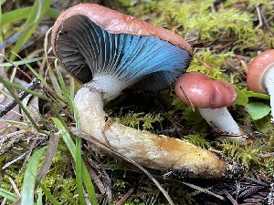  ( - FDS-CA-07857)  @11 [ ] by-nc (2024) Damon Tighe Fungal Diversity Survey