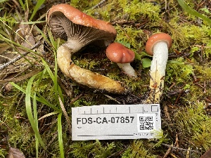  ( - FDS-CA-07857)  @11 [ ] by-nc (2024) Damon Tighe Fungal Diversity Survey