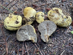  (Truncocolumella - FDS-CA-07858)  @11 [ ] by-nc (2024) Damon Tighe Fungal Diversity Survey