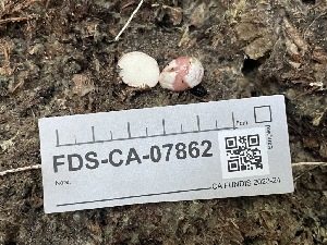  ( - FDS-CA-07862)  @11 [ ] by-nc (2024) Damon Tighe Fungal Diversity Survey