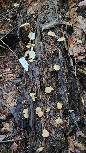  ( - FDS-CA-00445)  @11 [ ] by-nc (2024) Thea Chesney Fungal Diversity Survey