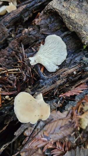  ( - FDS-CA-00445)  @11 [ ] by-nc (2024) Thea Chesney Fungal Diversity Survey