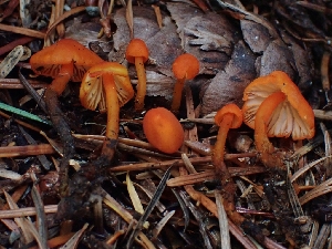  ( - FDS-CA-08045)  @11 [ ] by (2024) Mandy Hackney Fungal Diversity Survey