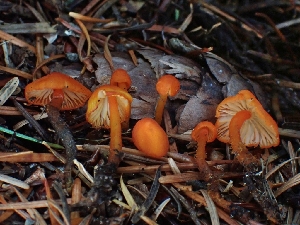  ( - FDS-CA-08045)  @11 [ ] by (2024) Mandy Hackney Fungal Diversity Survey