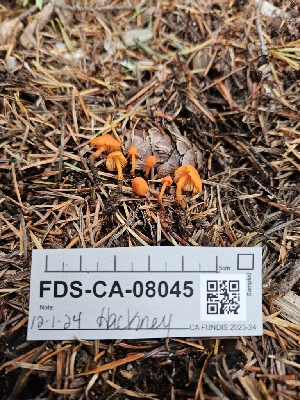  ( - FDS-CA-08045)  @11 [ ] by (2024) Mandy Hackney Fungal Diversity Survey