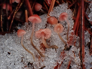  ( - FDS-CA-08026)  @11 [ ] by (2024) Mandy Hackney Fungal Diversity Survey