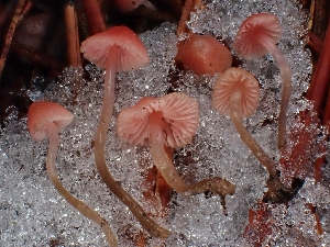  ( - FDS-CA-08026)  @11 [ ] by (2024) Mandy Hackney Fungal Diversity Survey