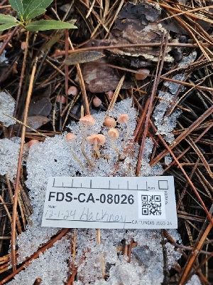  ( - FDS-CA-08026)  @11 [ ] by (2024) Mandy Hackney Fungal Diversity Survey