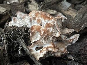  ( - FDS-CA-07898)  @11 [ ] by-nc (2024) Damon Tighe Fungal Diversity Survey